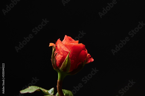 pink  red and yellow rose bushes  flowers on black background. Field flowers. Fresh nature.