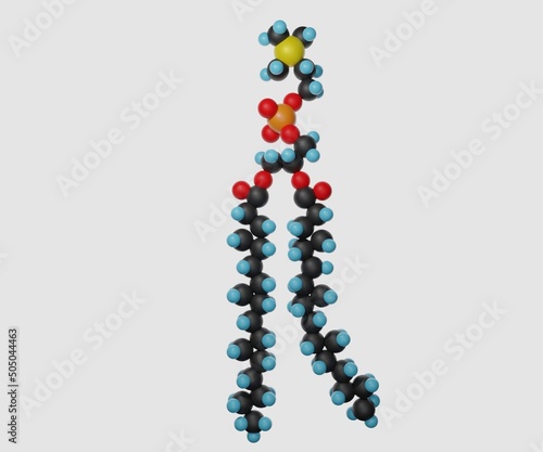 isolated Structure of phospholipid molecules 3d rendering photo