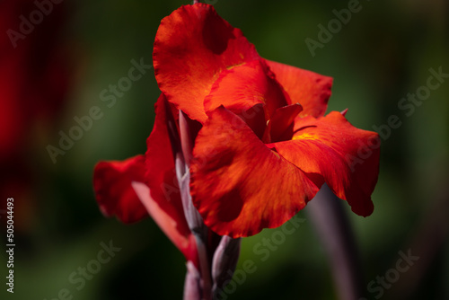 Canna indica  commonly known as Indian shot  African arrowroot  edible canna and purple arrowroot. Vibrant flowers background.