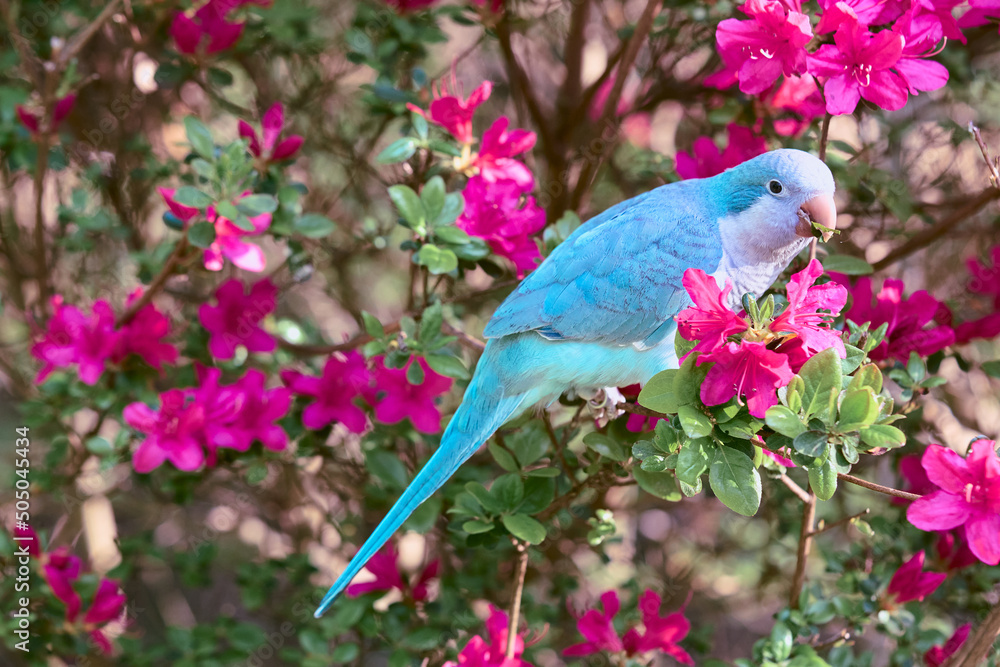 Fototapeta premium Beautiful Blue Quaker Parrot posing outdoors on spring and autumn colorful trees artistic photography for prints