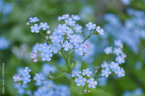 Blue Tiny Flowers © Phosphate Photograph