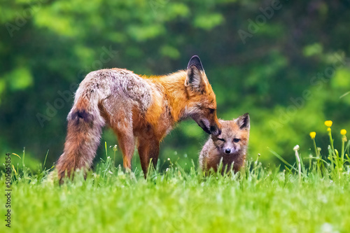 Obraz na plátne Cute brown mother fox grooming her baby pup in the forest