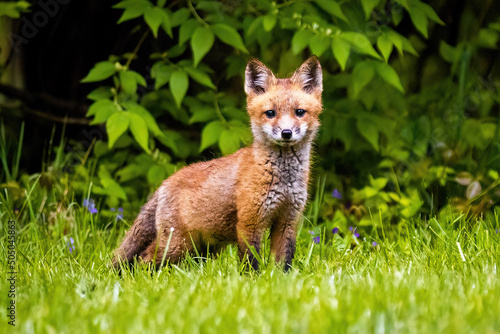Cute brown fox pup close up portrait in the wild forest © PhotoSpirit