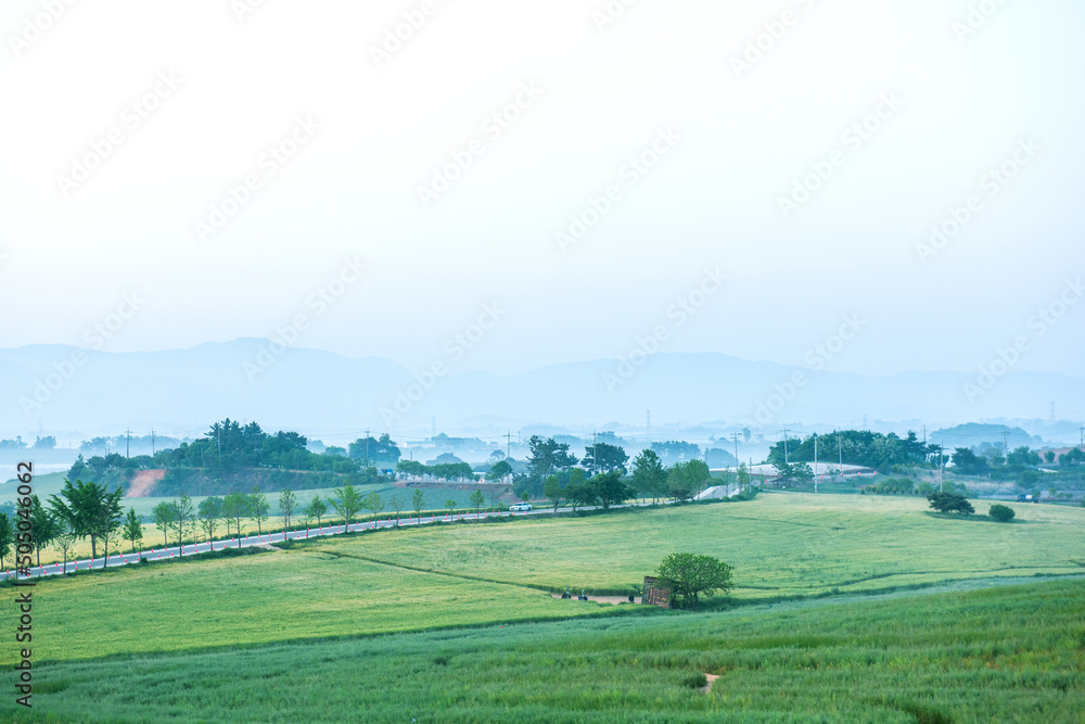 The beautiful green barley field at early morning. The beautiful green barley field at early morning.