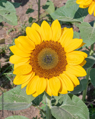 sunflower in the garden