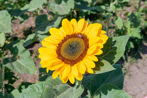 sunflower in the garden photo