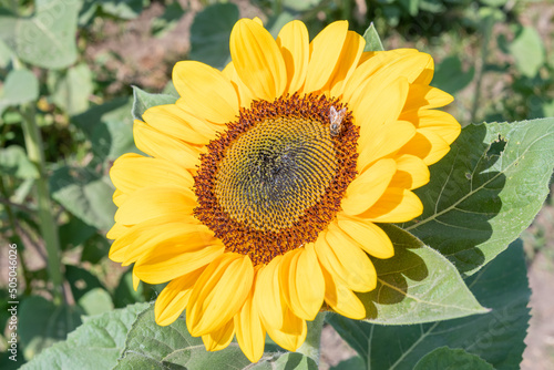 sunflower and bee