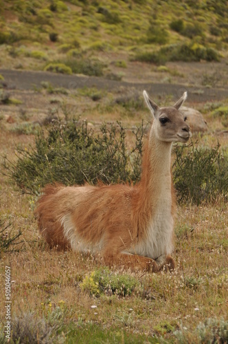 Guanaco, patagonia, Chile