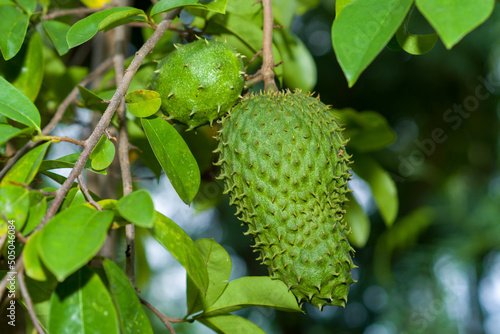 Soursop  guanabana  graviola exotic fruit hanging from tree country life. a fertile sirsat soursop tree with green leaves and fruit that begins to grow