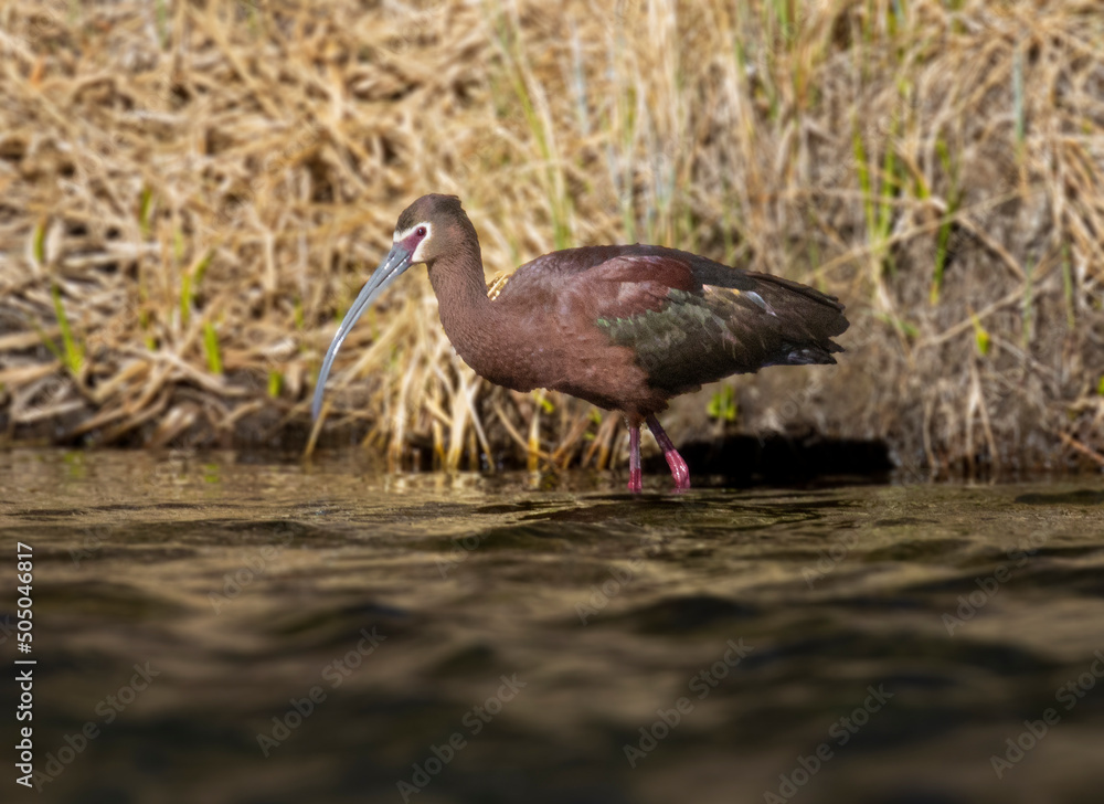 Fototapeta premium White-faced ibis in South Platte River in Eleven Mile Canyon