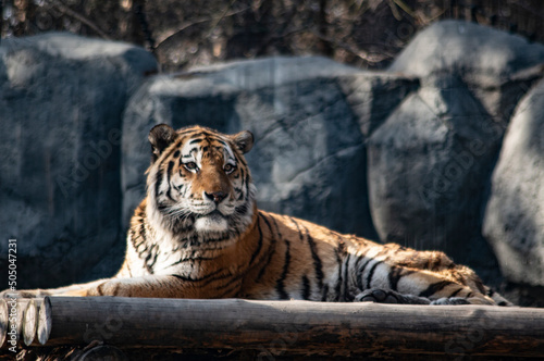 A large striped tiger lies on logs in the sunlight