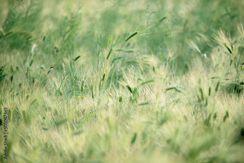 The beautiful green barley field.