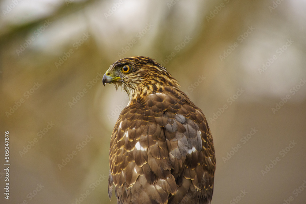 Hawk Hawk