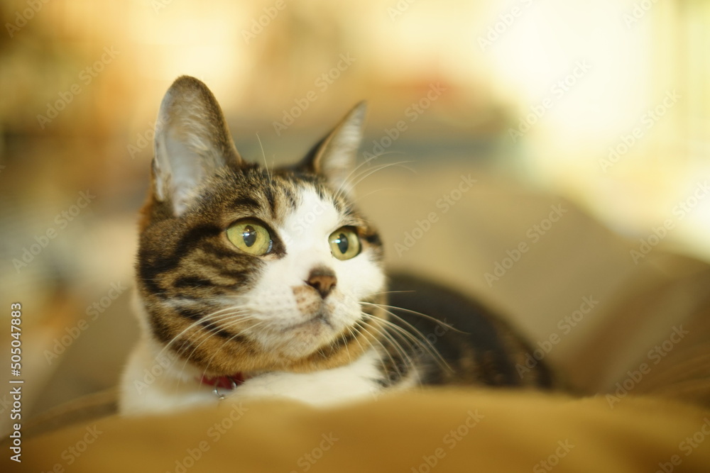 A tabby cat relaxing in a room