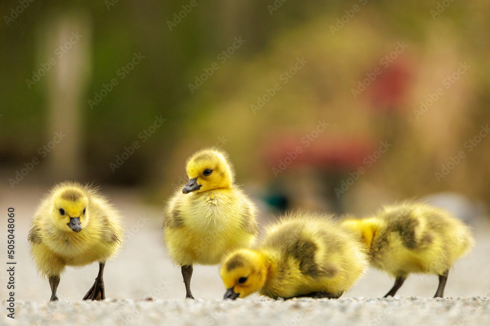 A family of goslings exploring their new world. 