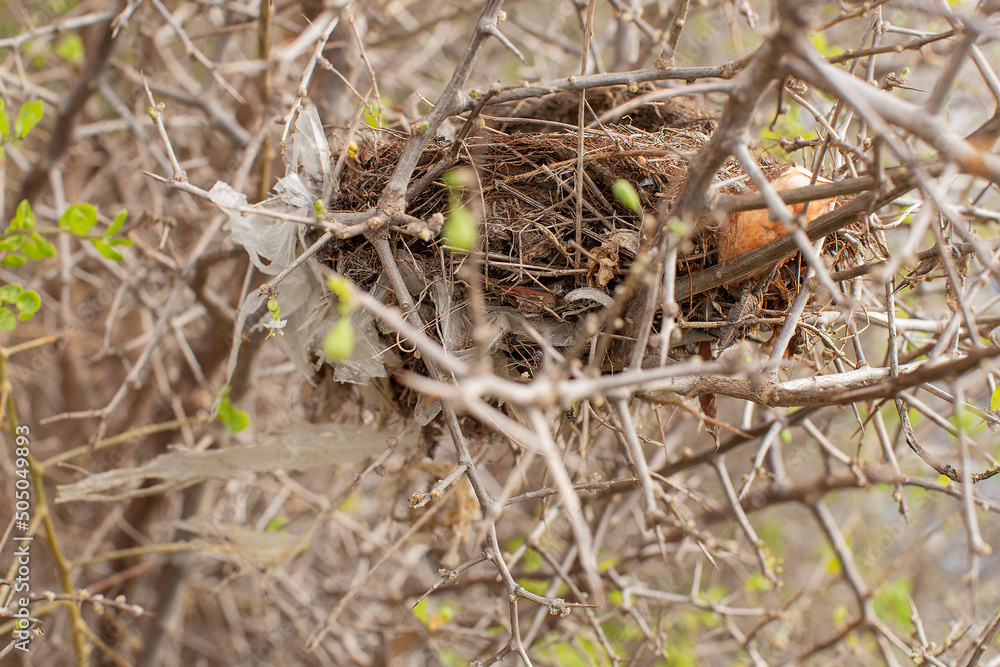 Abandoned bird's nest in an African Boxthorn bush Abandoned bird's nest in an African Boxthorn bush