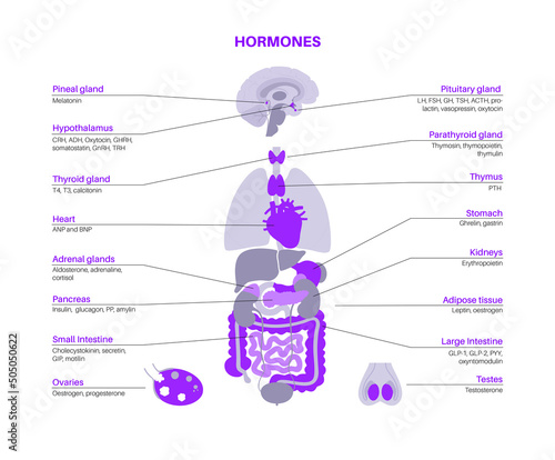 Hormones in human body