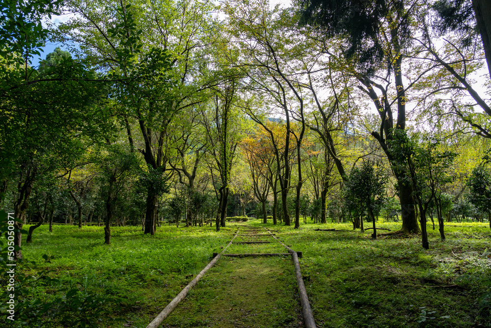 秋の石川県林業試験場樹木公園