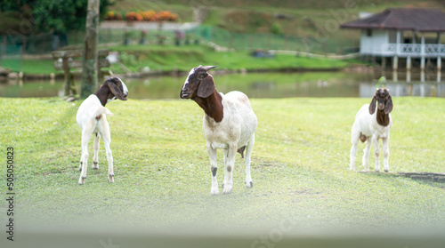 Nubian goats in a farm and green meadow setting.