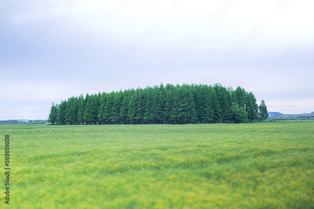 The beautiful metasequoia forest arround green barley field with wind blur.