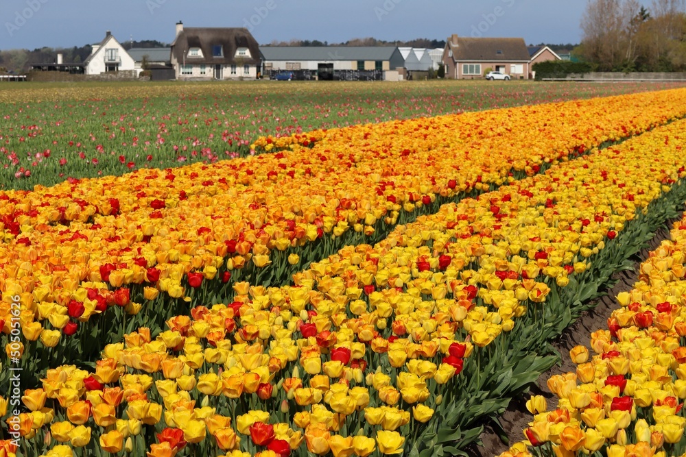 Φωτογραφία Industrial tulip fields with yellow and red tulips and some country houses in di