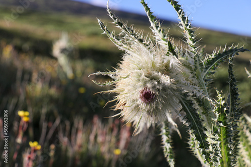 Musk thistle in the rocky Mountains