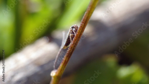 Leafhopper ona stick in a field in Cotacachi, Ecuador