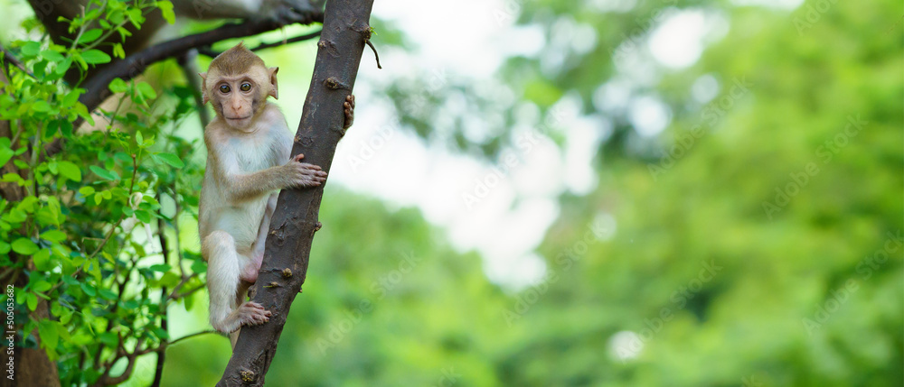 Fototapeta A little monkey climbs on the Pithecellobium dulce trees in the natural forest and eye contact at Khao Ngu Stone Park, Ratchaburi, Thailand..Leave space for banner text input.