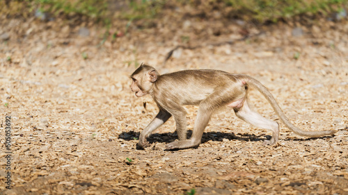 Photography The young monkey was hurriedly walking forward and in a natural forest park at Khao Ngu Stone Park, Ratchaburi, Thailand