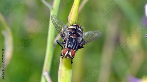 Fly on a stick in a field in Cotacachi, Ecuador