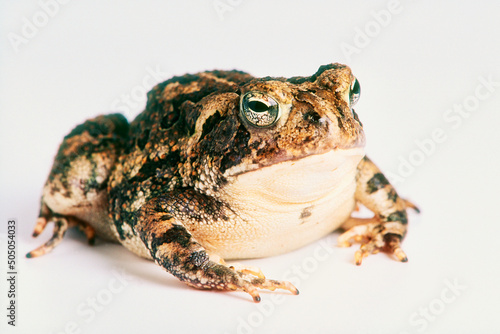 Fowler's Toad (Bufo woodhousei flowleri) isolated on a white background photo
