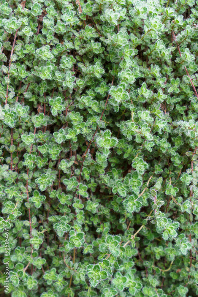 Thick layer of creeping thyme ground cover