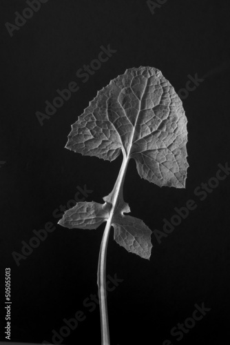 Dandelion leaf close-up, veins and leaf structure isolated on white (genus Taraxacum), in black and white