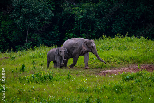 elephants in a national park in Thailand  Elephants use natural salt marsh