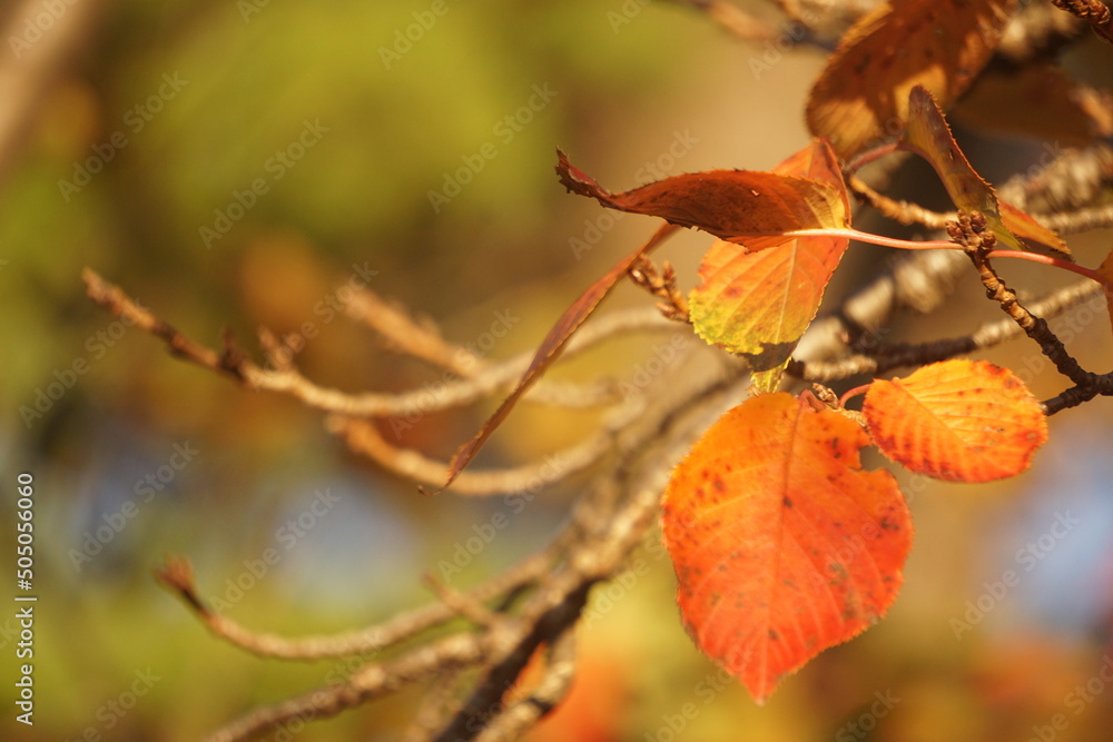 紅葉 紅葉