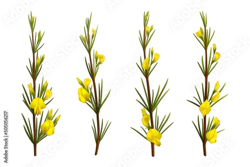 Realistic rooibos plant with flowers, isolated redbush. Vector plant branches of red tea with leaves and yellow blossoms. Aspalathus linearis rooibos herb 3d graphics, herbal tea, antioxidant beverage photo