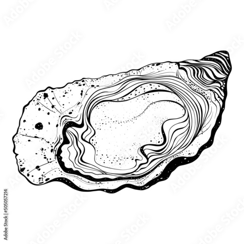Oyster on white background.  Sea element in sketch line drawing style.