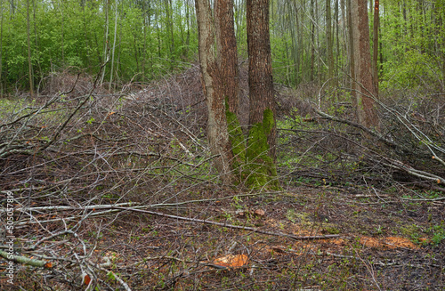 Photography Trees and bushes prepared for the firewood, close-up