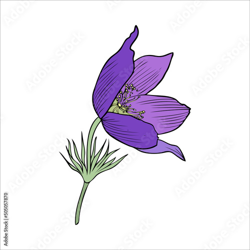 Lumbago meadow, Pulsatilla flower ink sketch, Vector Pasque flower isolated on white, floral illustration, Botanical drawing of Perennial poisonous flowering plant for design medicine