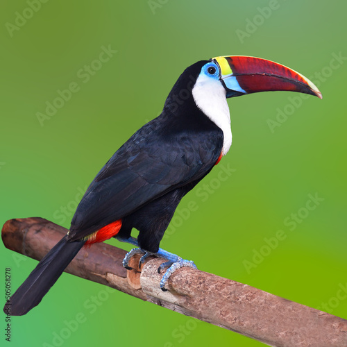 White-throated toucan Bird