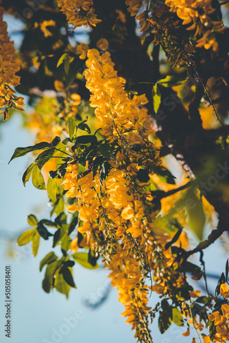 die Blüten Stauden eines Goldregen Baum im Frühling photo