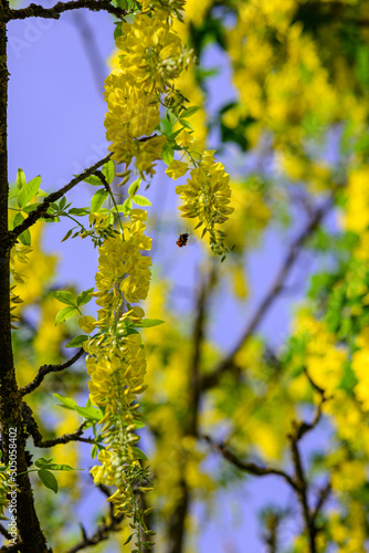 eine Hummel mit Pollen an den Hinterbeinen im anflug auf die Blüten eines Goldregen Baum im Frühling photo