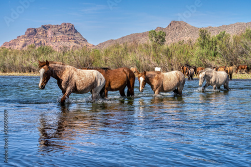 Quadro em tela Salt River Wild Horses