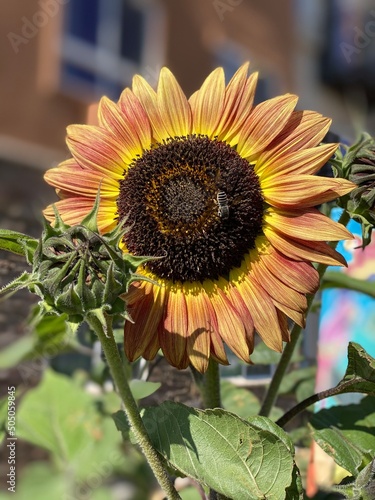 sunflower and bee