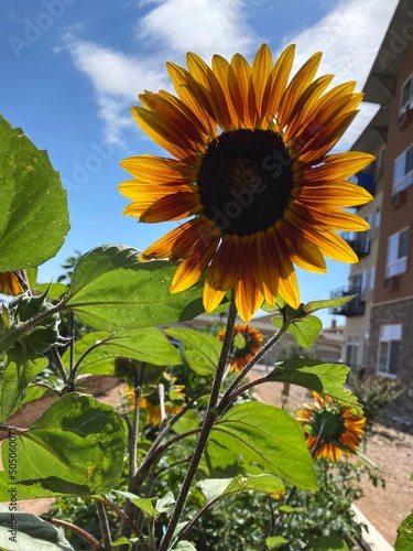 sunflower in the garden