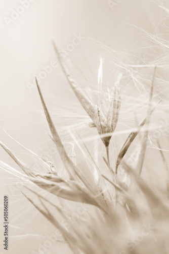 Dry fluffy beige dry fragile rush reed cane buds with blur background macro beige retro vintage neutral effect