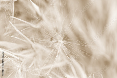 Dry cool tones beige romantic cane reed rush fluffy buds on blur natural background macro beige retro vintage neutral effect