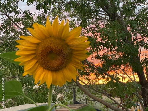 sunflower in the garden