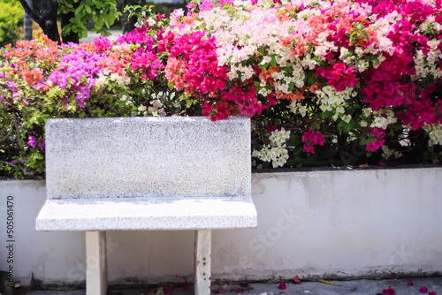 Single blank white stone bench on colorful bougainvillea flowers in garden of park background