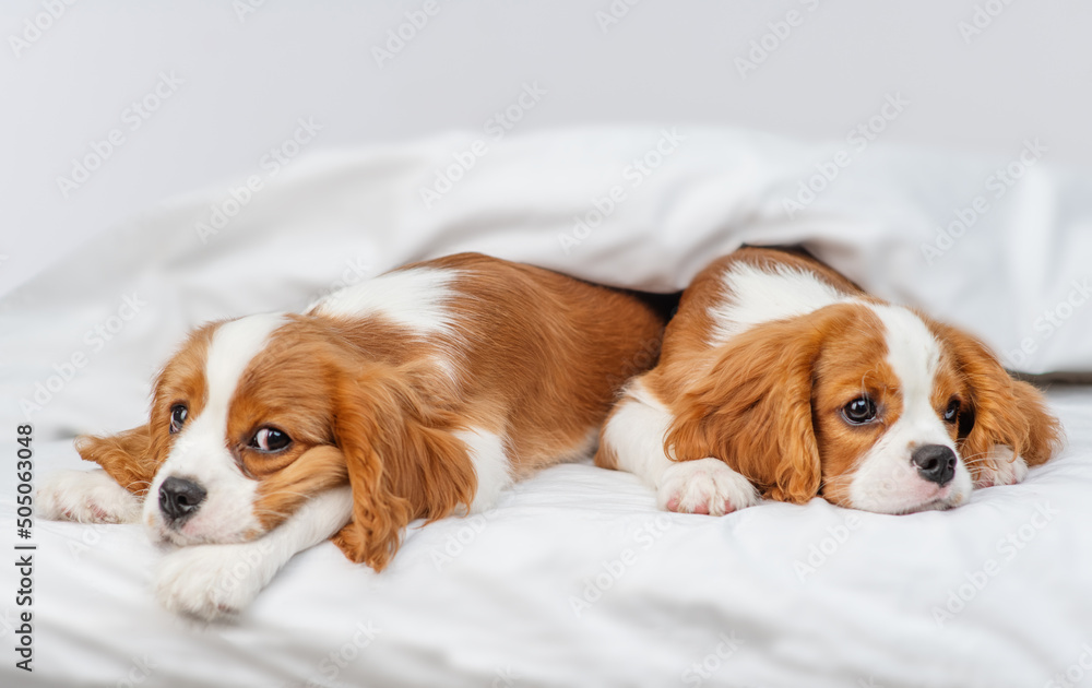 Two Cavalier King Charles Spaniel puppies lying next to each other under a blanket on a bed in a house.